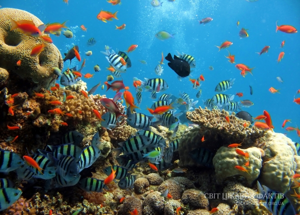 Цікаві факти з підводного світу