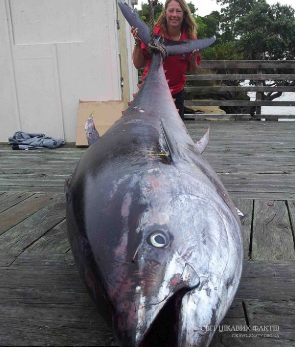 Рибалка зловила найбільшого тунця в світі з рекордною вагою