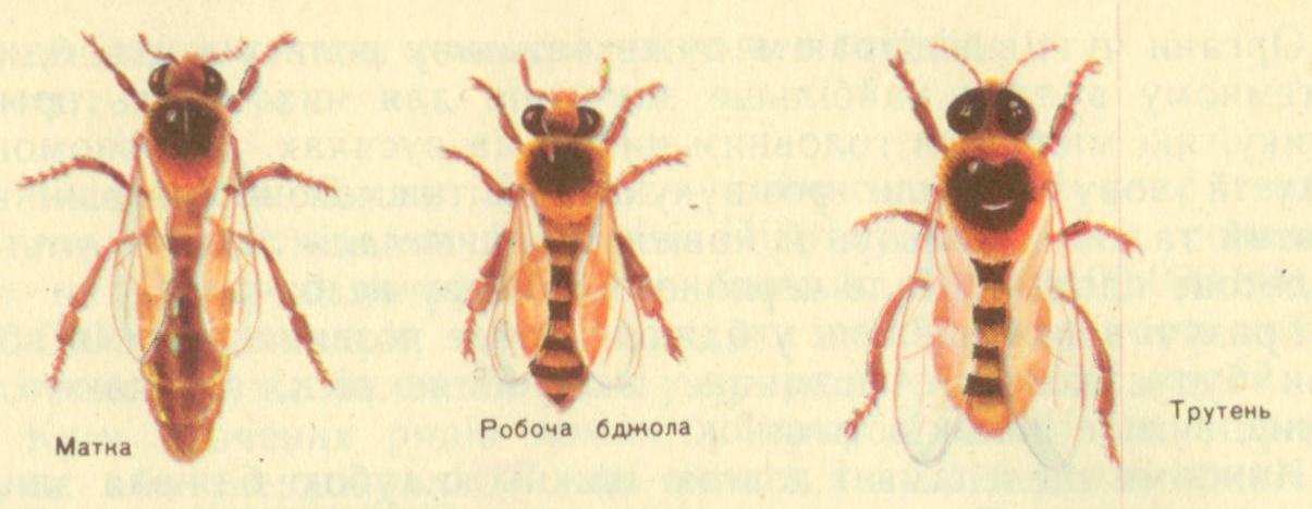 Вам буде цікаво це знати про бджіл | Цікаво знати. Світ цікавих фактів
