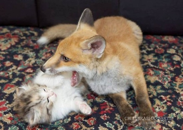 Кошенята спасли маленьку лисичку