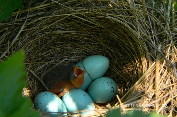 Чому пташенята вилуплюються з яєць одночасно?
