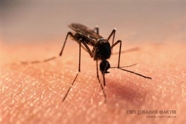Причини з'явлення комарів