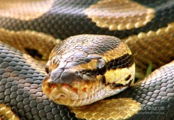 Шокуючі факти про змій