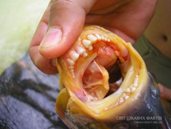 Паку - риба з людськими зубами