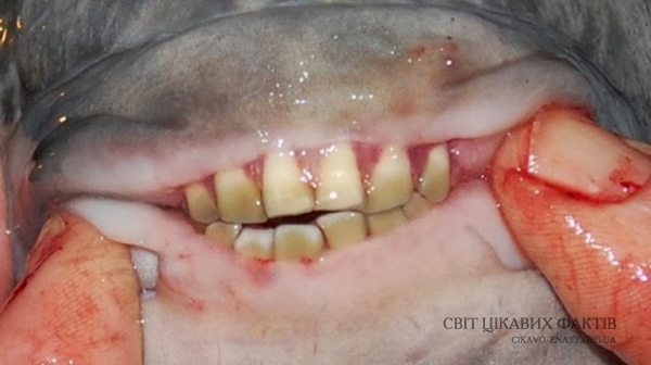 Паку - риба з людськими зубами