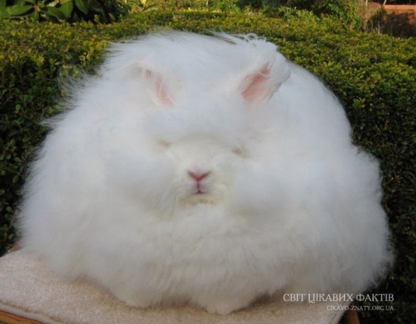 Ангорський кролик - самий пухнастий в світі