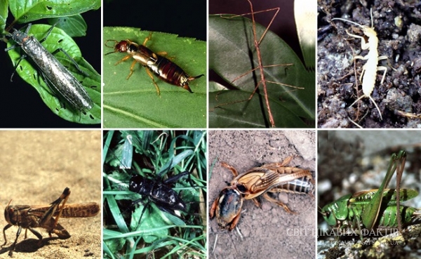25 неймовірних фактів з життя комах
