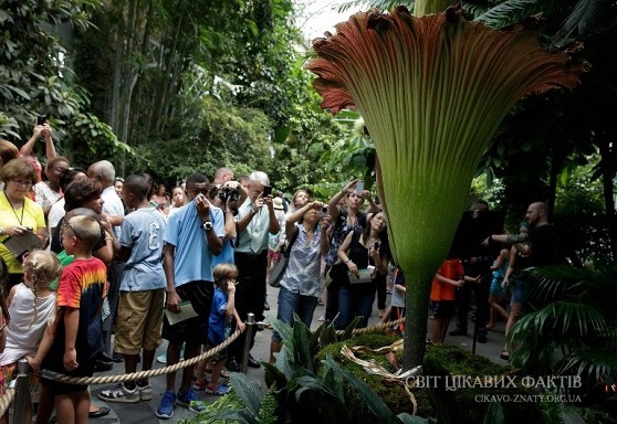 Трупна квітка - найбільша квітка в світі