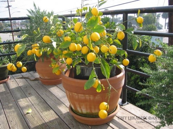 9 приголомшливих причин полюбити лимони